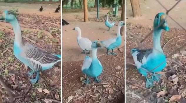 Cetesb finaliza trabalho de limpeza em córrego de Jundiaí atingido por corante azul