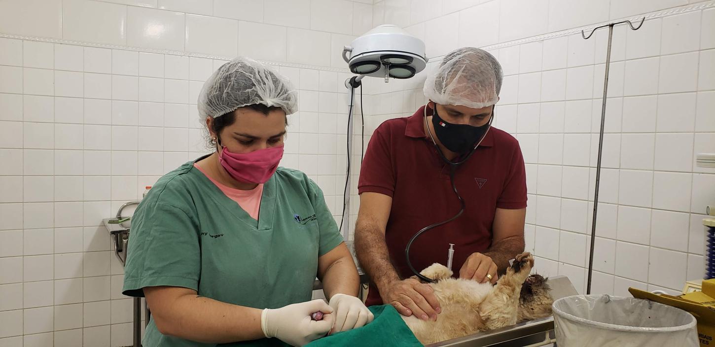 AVA realiza última ação de castração animal gratuita do ano no próximo dia 30