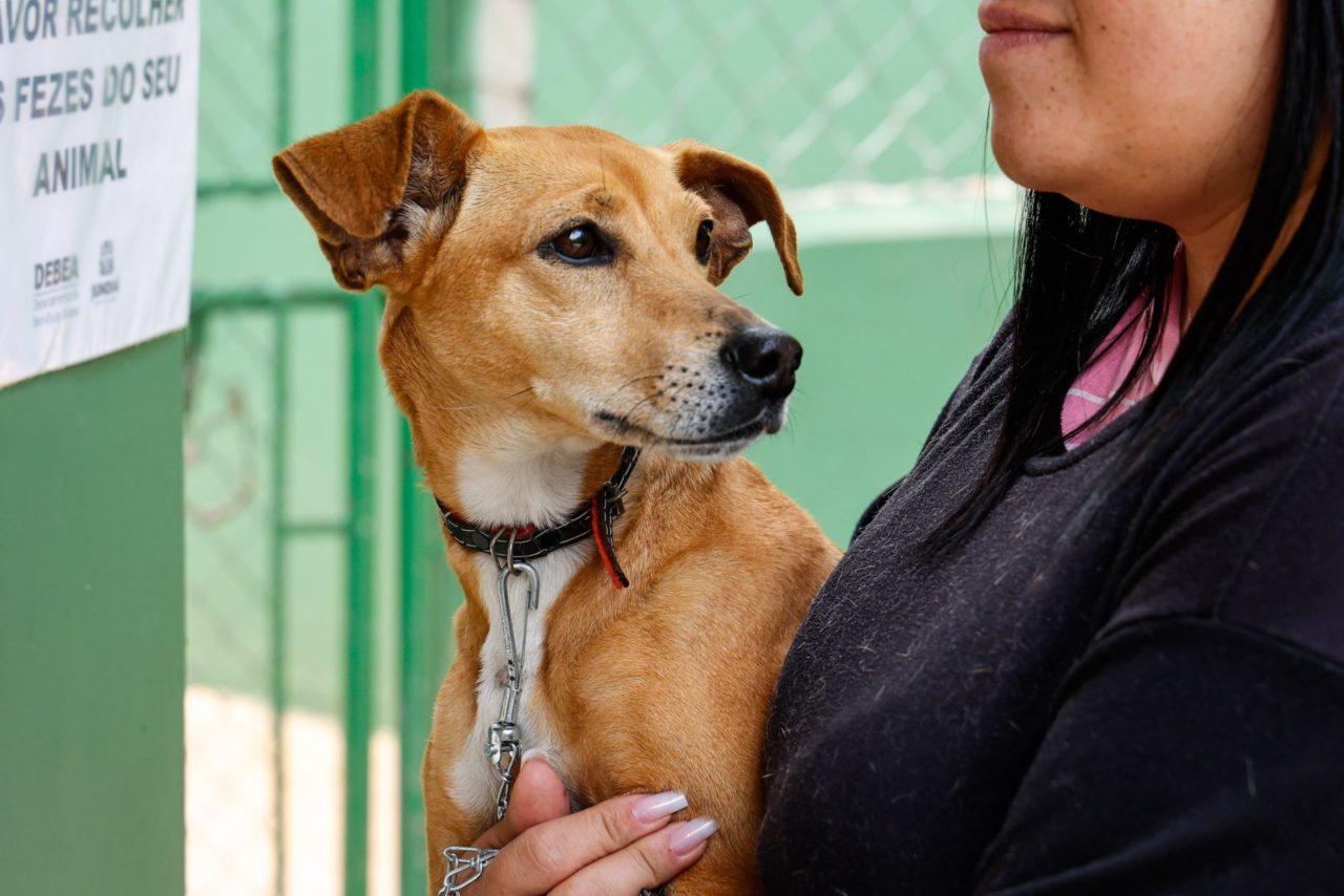 DEBEA garante atendimento clínico veterinário gratuito em Jundiaí; saiba quem tem direito