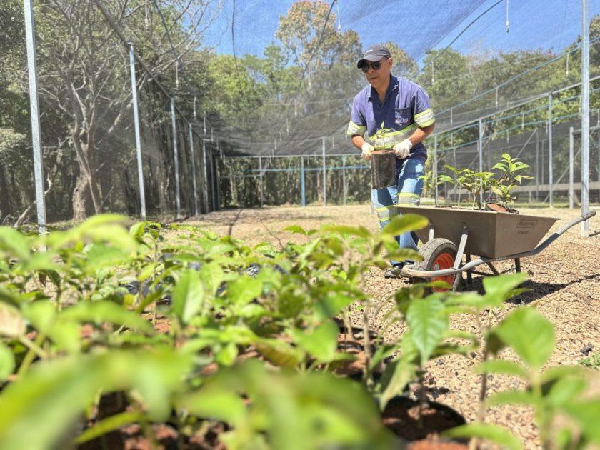 DAE reestrutura viveiro e fortalece atuação em projetos de recuperação ecológica